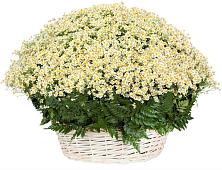 Цветочная композиция из Ромашки в корзине #REPLACE_PRED# Белокурихе